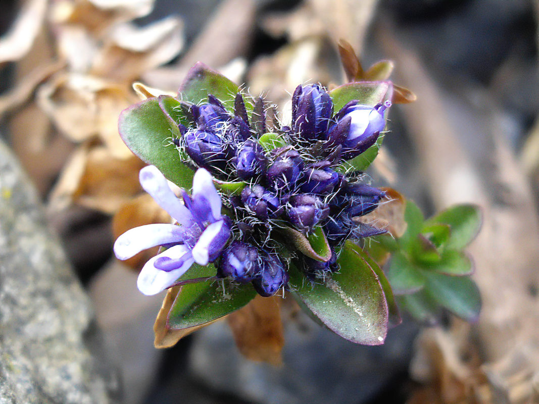 Veronica nummularia